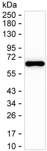 FGF20 Antibody in Western Blot (WB)