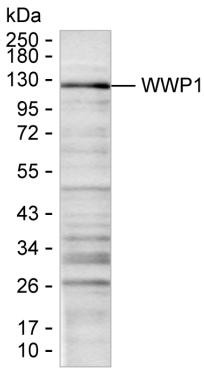 WWP1 Antibody in Western Blot (WB)