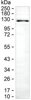 NEDD4 Antibody in Western Blot (WB)