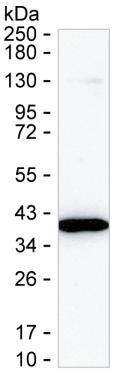 DDAH1 Antibody in Western Blot (WB)