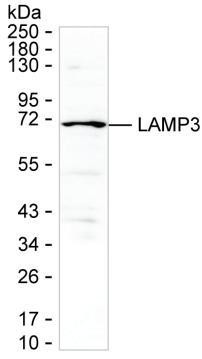 LAMP3 Antibody in Western Blot (WB)