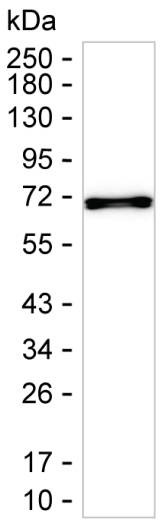 LTB Antibody in Western Blot (WB)