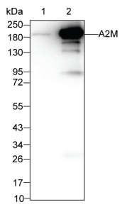 A2M Antibody in Western Blot (WB)