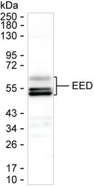 EED Antibody in Western Blot (WB)