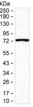 SPDL1 Antibody in Western Blot (WB)