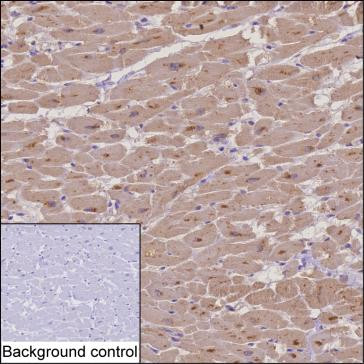 PAM Antibody in Immunohistochemistry (Paraffin) (IHC (P))