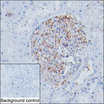 MYH9 Antibody in Immunohistochemistry (Paraffin) (IHC (P))