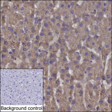 SUOX Antibody in Immunohistochemistry (Paraffin) (IHC (P))