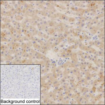 SUOX Antibody in Immunohistochemistry (Paraffin) (IHC (P))