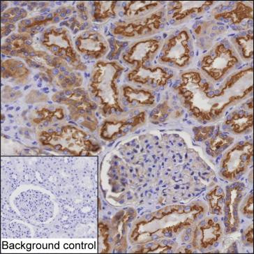 MYO6 Antibody in Immunohistochemistry (Paraffin) (IHC (P))