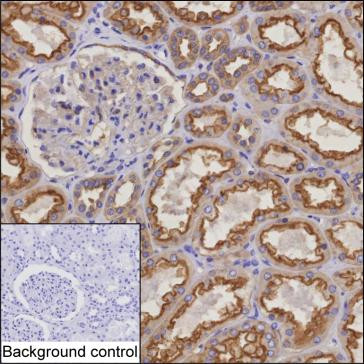 MYO6 Antibody in Immunohistochemistry (Paraffin) (IHC (P))