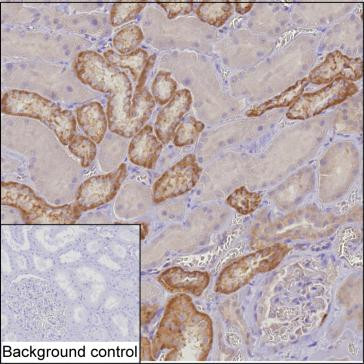 MTHFD2 Antibody in Immunohistochemistry (Paraffin) (IHC (P))