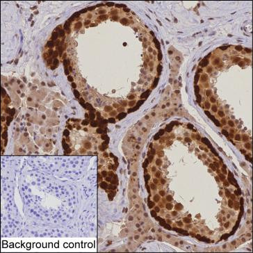 DNAJB6 Antibody in Immunohistochemistry (Paraffin) (IHC (P))