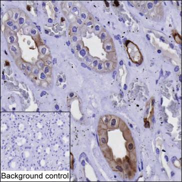 Annexin A3 Antibody in Immunohistochemistry (Paraffin) (IHC (P))