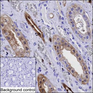 Annexin A3 Antibody in Immunohistochemistry (Paraffin) (IHC (P))