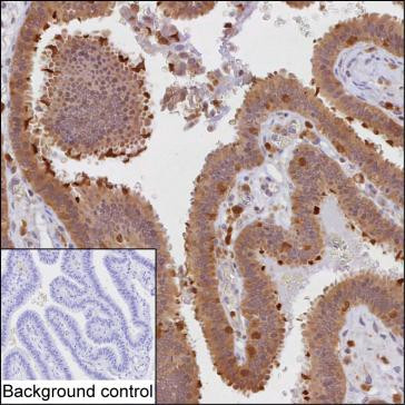 PKC delta Antibody in Immunohistochemistry (Paraffin) (IHC (P))