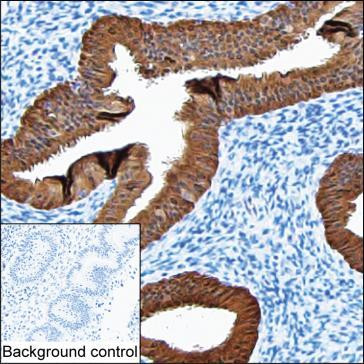 ALP Antibody in Immunohistochemistry (Paraffin) (IHC (P))