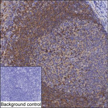 TRIM21 Antibody in Immunohistochemistry (Paraffin) (IHC (P))