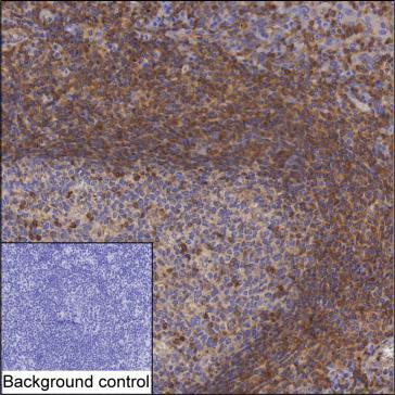 TRIM21 Antibody in Immunohistochemistry (Paraffin) (IHC (P))