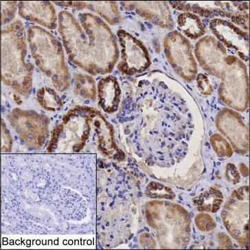 DLAT Antibody in Immunohistochemistry (Paraffin) (IHC (P))