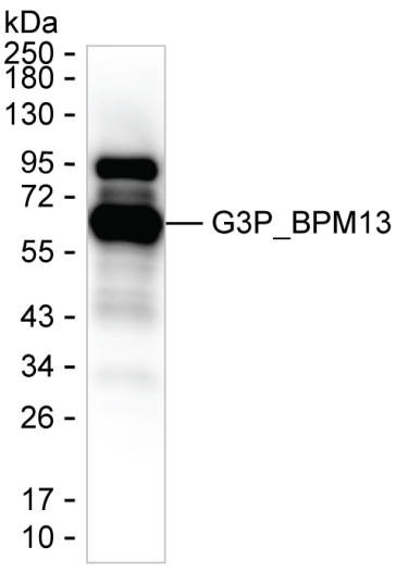 Bacteriophage M13 Antibody in Western Blot (WB)