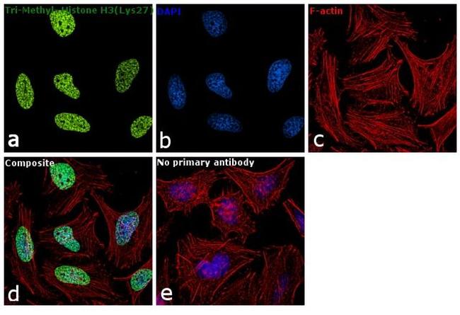 H3K27me3 Antibody in Immunocytochemistry (ICC/IF)