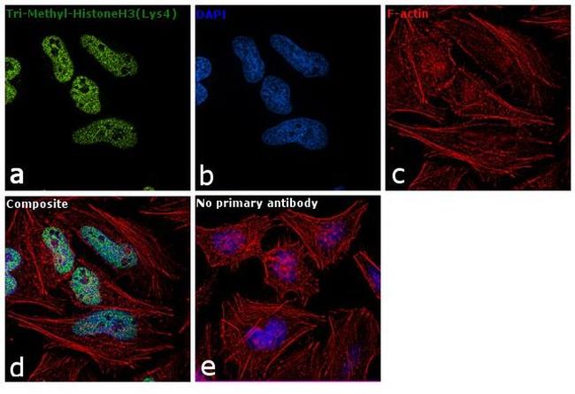 H3K4me3 Antibody in Immunocytochemistry (ICC/IF)