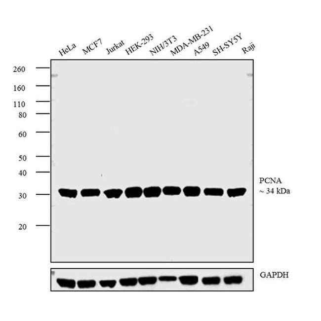 PCNA Antibody in Western Blot (WB)