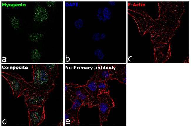 Myogenin Antibody in Immunocytochemistry (ICC/IF)