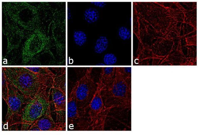 Vimentin Antibody in Immunocytochemistry (ICC/IF)