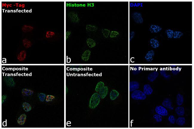 c-Myc Antibody in Immunocytochemistry (ICC/IF)