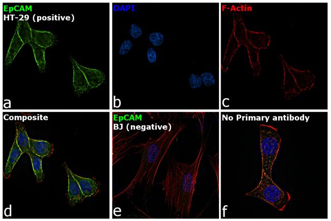 EpCAM Antibody in Immunocytochemistry (ICC/IF)