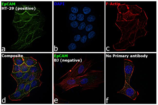 EpCAM Antibody in Immunocytochemistry (ICC/IF)