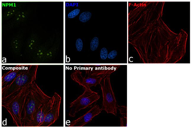 NPM1 Antibody in Immunocytochemistry (ICC/IF)