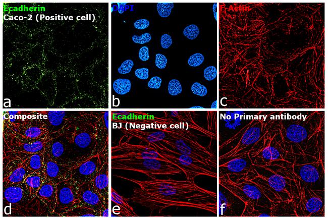 E-cadherin Antibody in Immunocytochemistry (ICC/IF)