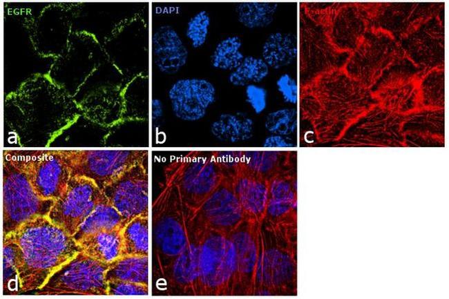 EGFR Antibody in Immunocytochemistry (ICC/IF)