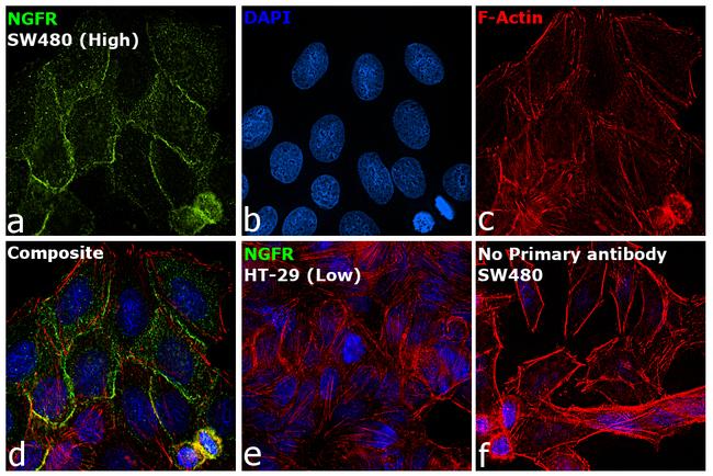 NGFR Antibody in Immunocytochemistry (ICC/IF)