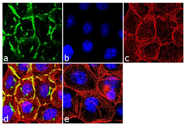 EGFR Antibody in Immunocytochemistry (ICC/IF)