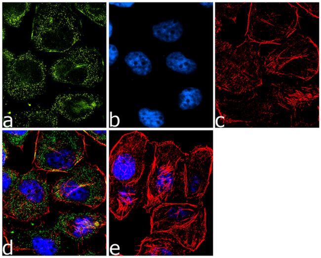 ErbB2 (HER-2) Antibody in Immunocytochemistry (ICC/IF)