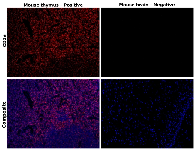 CD3e Antibody in Immunohistochemistry (Paraffin) (IHC (P))