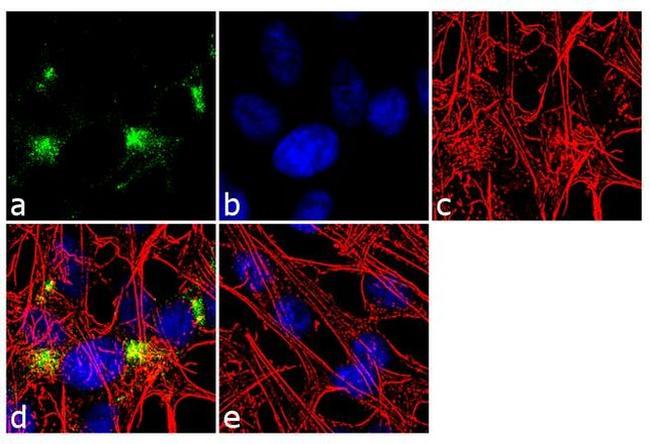 Synaptophysin Antibody in Immunocytochemistry (ICC/IF)