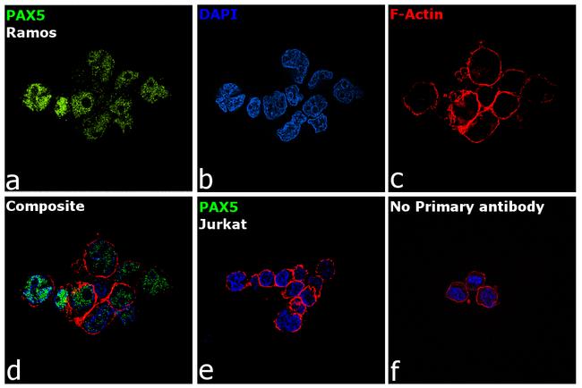 PAX5 Antibody in Immunocytochemistry (ICC/IF)