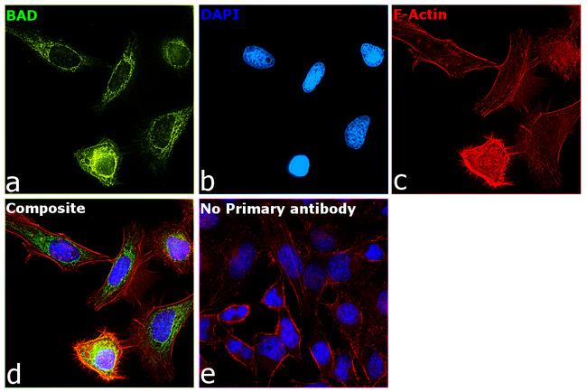 BAD Antibody in Immunocytochemistry (ICC/IF)