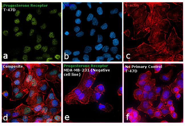 Progesterone Receptor Antibody in Immunocytochemistry (ICC/IF)