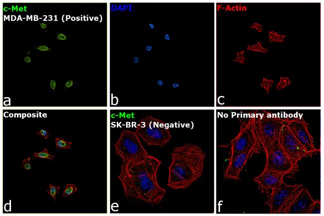 c-Met Antibody in Immunocytochemistry (ICC/IF)