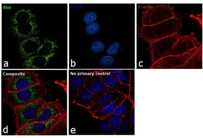 Bim Antibody in Immunocytochemistry (ICC/IF)