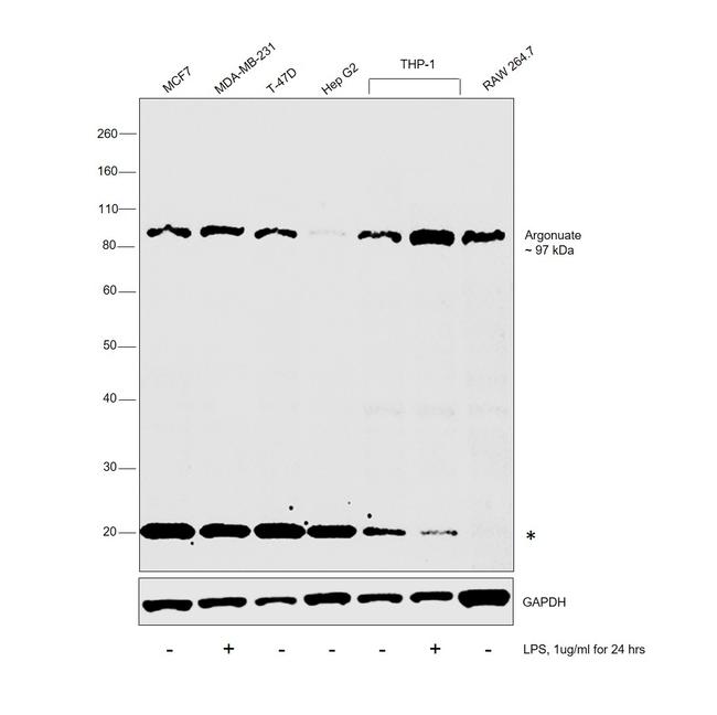 AGO2 Antibody in Western Blot (WB)