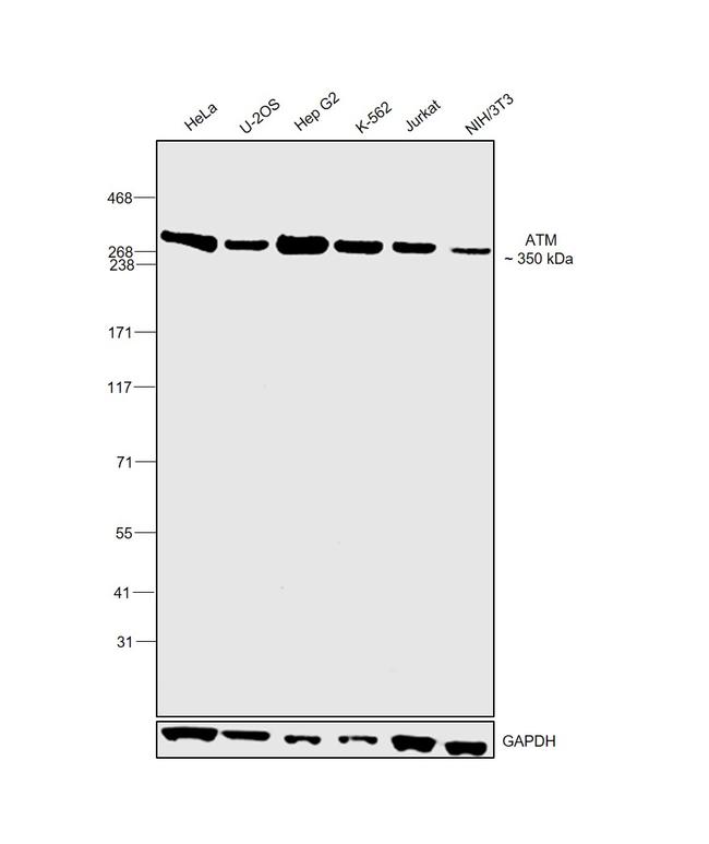 ATM Antibody in Western Blot (WB)