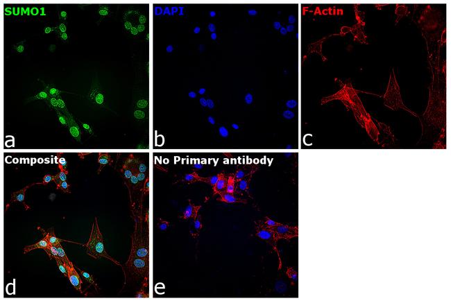 SUMO1 Antibody in Immunocytochemistry (ICC/IF)