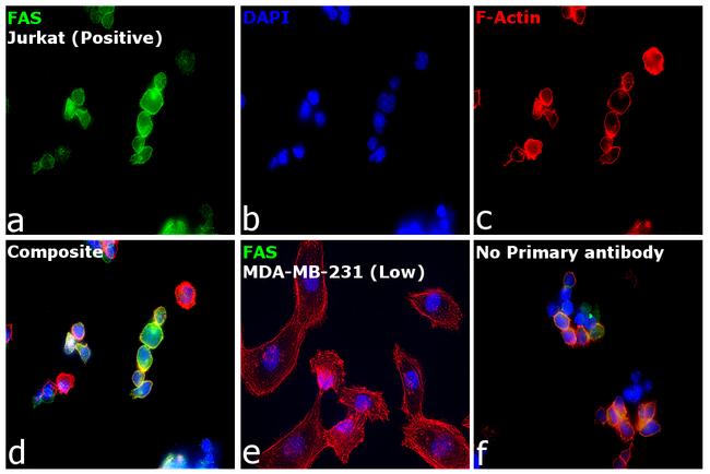 FAS Antibody in Immunocytochemistry (ICC/IF)